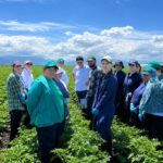 Специалисты «Фат-Агро» обменялись опытом с международными коллегами в области семеноводства картофеля
